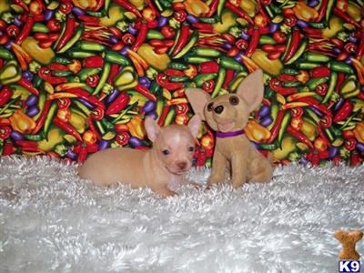 Puppies in LA